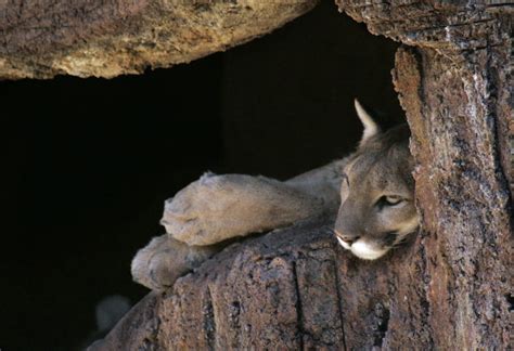 Photos: Animals at the Arizona Sonora Desert Museum