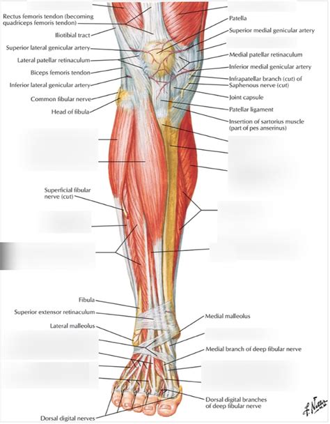 Muscles Of The Leg Anterior Lateral Posterior Teachmeanatomy | The Best Porn Website