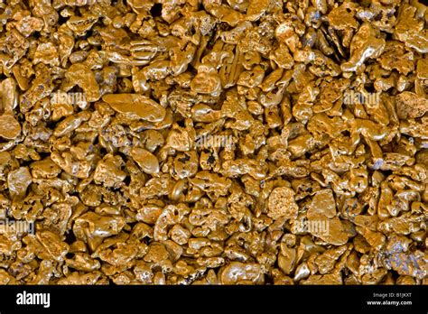 Gold Nuggets - California - from alluvial deposit Stock Photo - Alamy