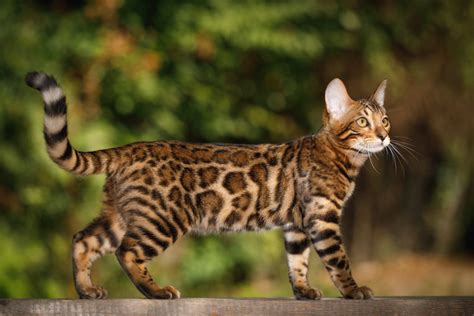 Bengal - Cat Breeds - Letsgetpet