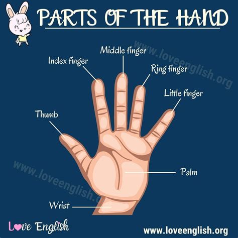 Parts of the Hand | English, Learn english vocabulary, English vocab