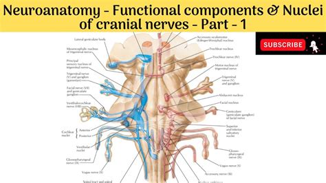 Functional Components & nuclei of Cranial Nerves | Motor Column in ...