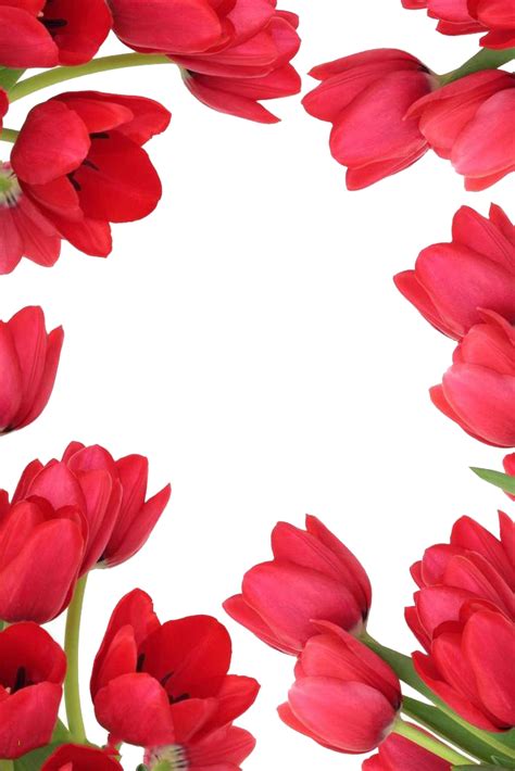 Tulips Border Clipart Tulip Tulip Clipart Border Free Transparent | Images and Photos finder