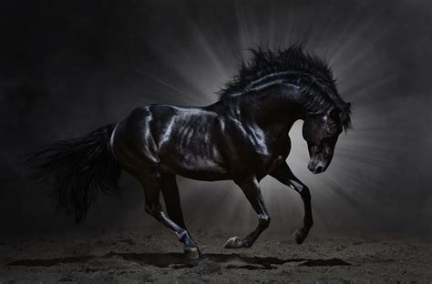 Black Horse Wallpapers - Wallpaper Cave