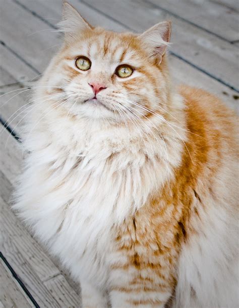 Original long hair red tabby | Cat grooming, Tabby, Tabby cat