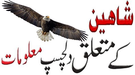 Shaheen Bird Pakistani