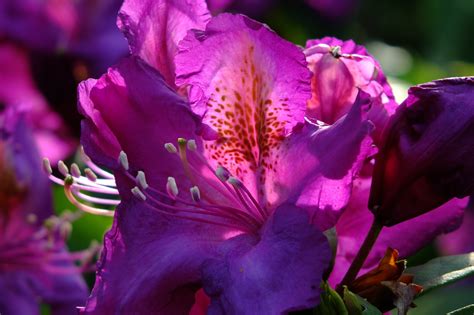 Fotos gratis : ligero, púrpura, pétalo, florecer, primavera, color, sombra, contraste, botánica ...