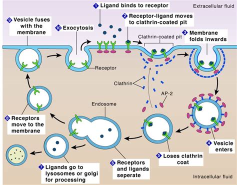 Endocytosis -Definition, Mechanism, Types, Examples - CBSE Class Notes ...