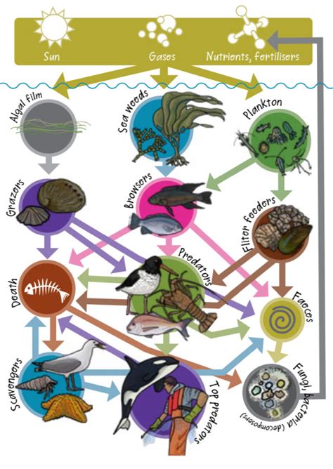 Ocean Decomposers