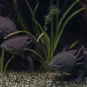 21 Axolotl Facts For New And Experienced Owners - SnakeTracks.com