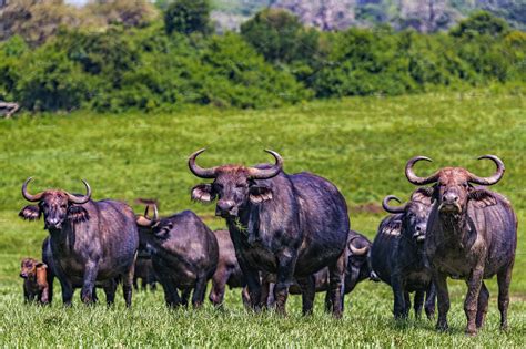 Curious Cape Buffalo herd | Nature Stock Photos ~ Creative Market