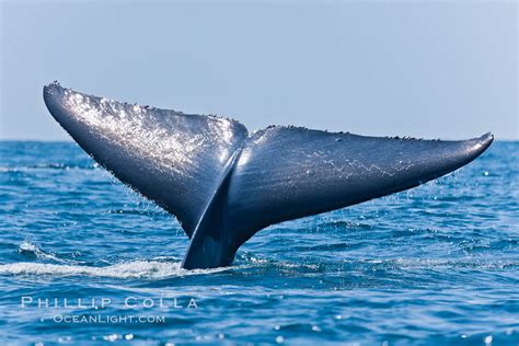 Blue whale, raising fluke prior to diving for food, Balaenoptera musculus photo, San Diego ...