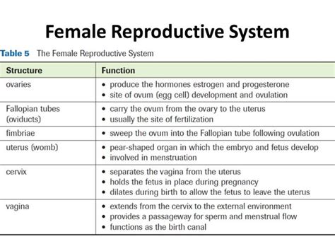 2. Female reproductive system. | Reproductive system, Female reproductive system, Female ...