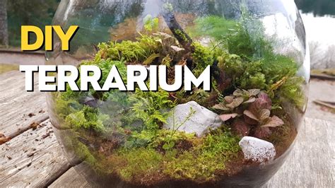 How To Make Moss For A Terrarium: Step-By-Step Guide