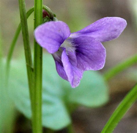 My Back Yard -- Spring Flowers -- Wild Violet | Wild Violet … | Flickr