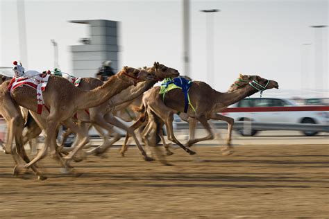 How Camel Racing Is Making Headway as a Competitive Sport in Saudi Arabia | About Her