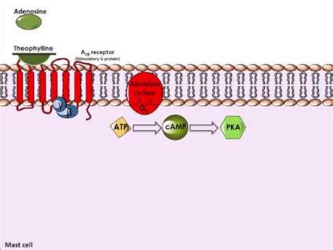 Kalorie Versicherung Aufnahmegebühr theophylline mechanism of action Rechte geben Kollision Auspuff