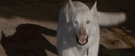 Dog Barking GIFs - Find & Share on GIPHY