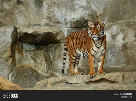 Indochinese Tigers, Image & Photo (Free Trial) | Bigstock