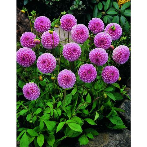 Pin on Pompon Dahlias: 2" or less