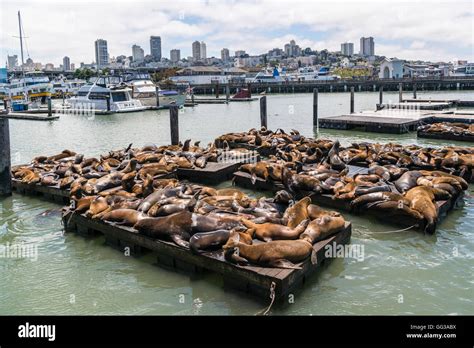 Pier 39, port, San Francisco, USA Stock Photo - Alamy