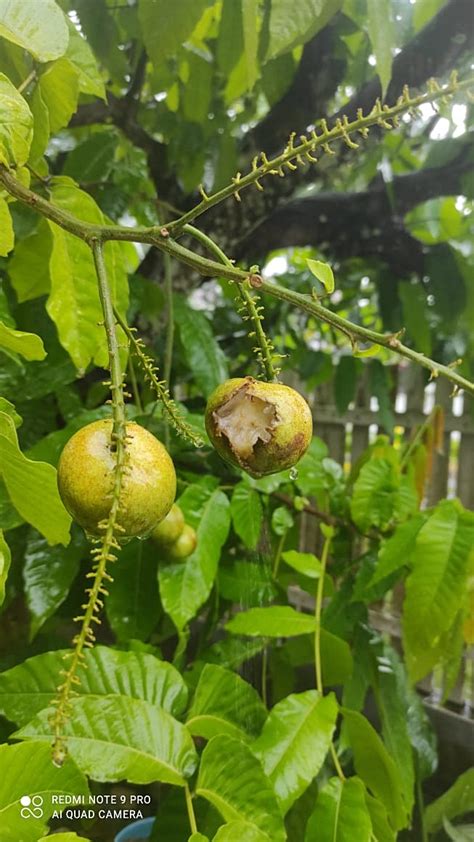 Petik Buah Mata Kucing Brazil di Kala Hujan - Amie's Little Kitchen