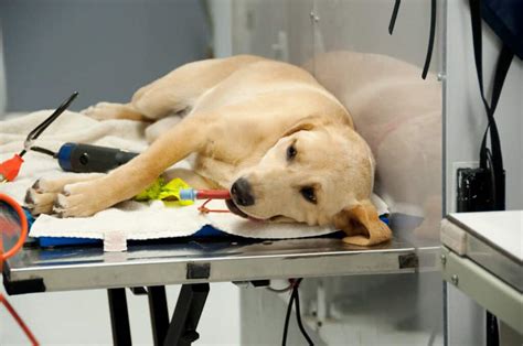 10 Reasons Not to Spay Your Dog - A-Z Animals