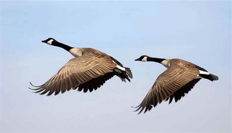 Goose | The Canadian Encyclopedia