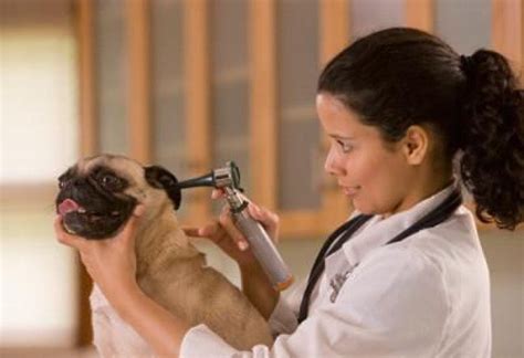 Treating 'Cauliflower Ear' in Dogs | Northeast Cobb, GA Patch