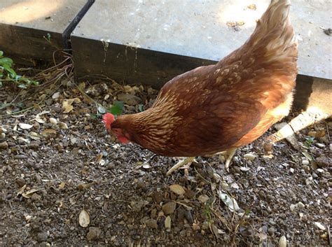 White Egg Layer | BackYard Chickens - Learn How to Raise Chickens