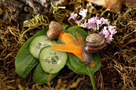 How to Make a Snail Habitat - Woodlark Blog