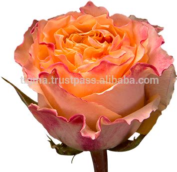 Garden Roses - (382x379) Png Clipart Download