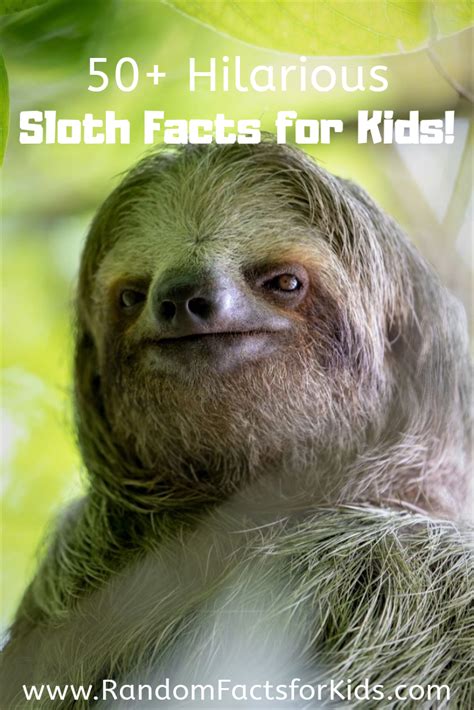 50 Funny Sloth Facts! LOL! • Random Facts for Kids