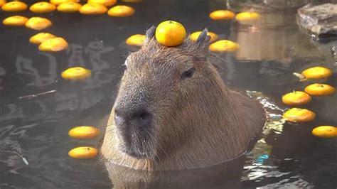 A Capybara with an Orange | Capybaras | Know Your Meme