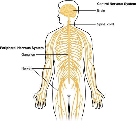 8.2 Introduction to the Nervous System – Human Biology