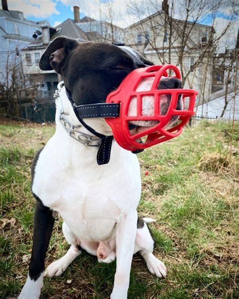 The 6 Best Muzzles For Pitbulls! (2024) - We Love Doodles