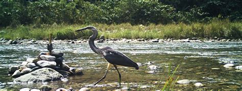 tigers | Searching tiger, spotting heron - Telegraph India