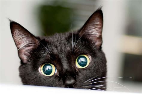 135 Black Cat Names from Classic to Crazy | Daily Paws