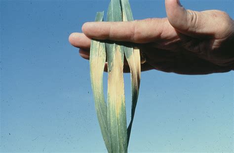 Heat stress in wheat | Wheat leaves showing symptoms of heat… | Flickr