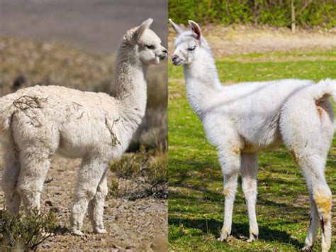 Alpaca vs Llama. What's the difference? | Critter Science