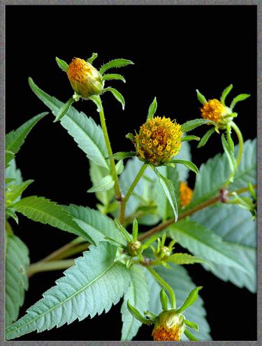 A Close-up View of Four Beggar-Ticks: "Devil's" , "Tall" , "Three-Parted" and "Nodding" (Bidens ...