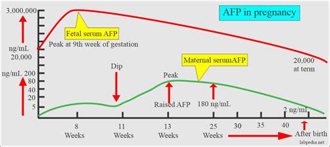 Alpha Fetoprotein - Maternal AFP, (α1- Fetoprotein ) and its ...