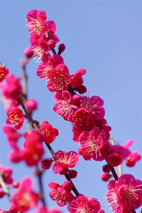 Ume blossoms | Beautiful flowers wallpapers, Beautiful flowers, Flowers photography