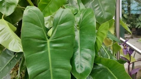 Philodendron Domesticum: Care & Propagation Guide