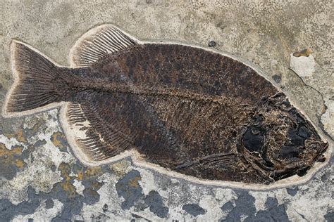 43" Fossil Fish "Mural" With Giant Phareodus - Kemmerer, Wyoming ...