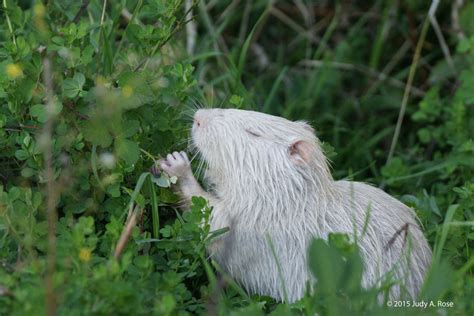 Albino Nutria | BirdForum