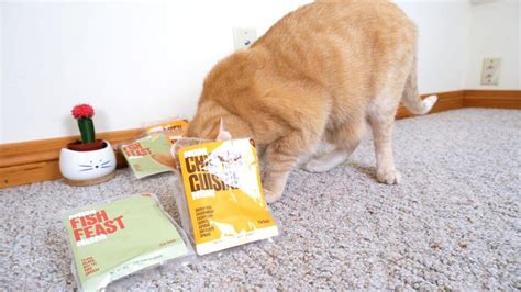 Nom Nom Cat Food Review - Reasons To Buy/NOT Buy (2022) We're All About ...