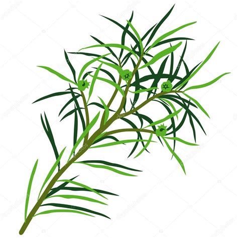 Tea Tree Stock Vector Image by ©dero2010 #3238396