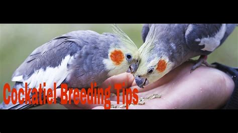 Cockatiel breeding tips in Tamil ( தமிழ் ) | UTLike. - YouTube