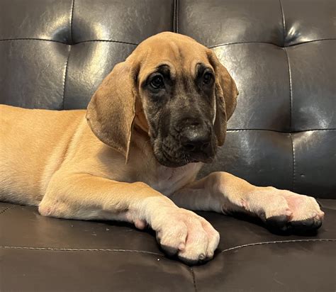 AKC Fawn Female Great Dane - Great Dane Puppies for Sale in Missouri | Great Danes of the Ozarks